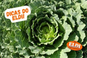 guardar couve para durar mais
